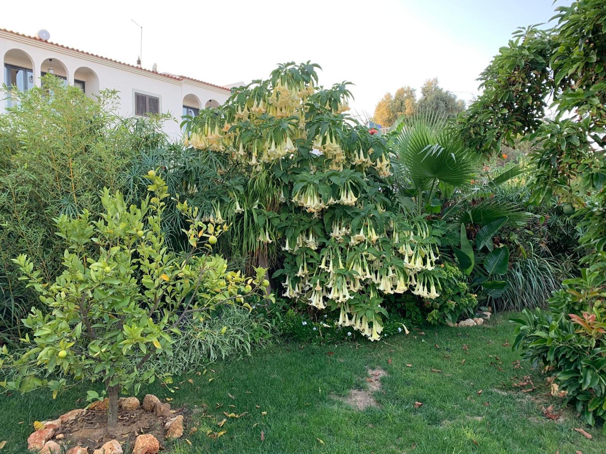 A Tranquil Garden Apartment, Carvoeiro - Benagil Exteriör bild